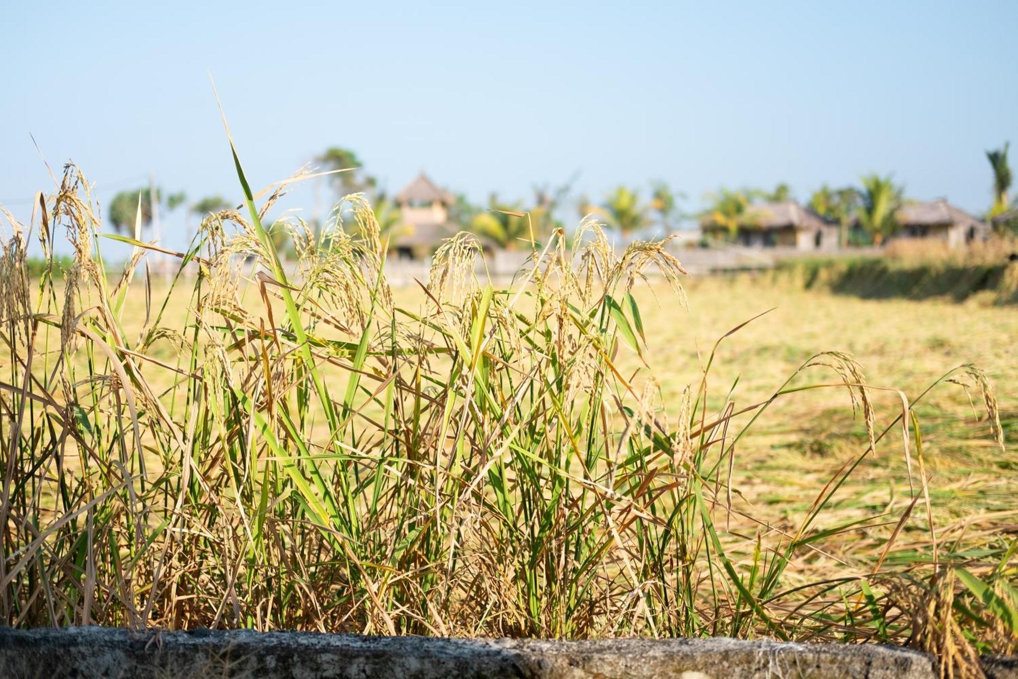 Bali Tiger Hideaway Hotel Pulukan Buitenkant foto